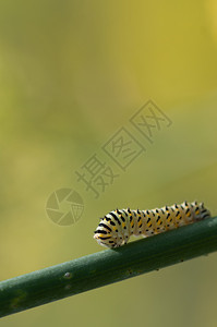 黑色的燕尾鱼毛虫或papiliomachaon关闭了对野生芬内尔植物的喂养昆虫学花图片