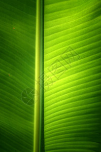新鲜绿色香蕉树叶的纹理背景季节有机的线条图片