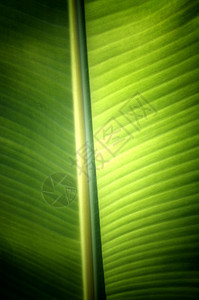 抽象的亚洲新鲜绿色香蕉树叶的纹理背景装饰图片