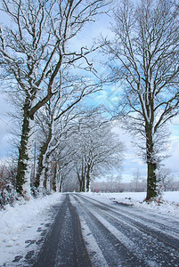 自然胡同下雪的沿路边有覆盖着树木的公路图片