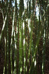 草竹特写茂密的灌木竹特写茂密的灌木有阳光照射的叶子和阴影西班牙语旅行图片