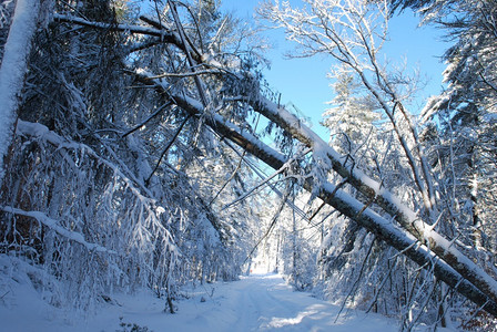 冷冻季节冬天寒的雪林树木从灌丛中倒下图片