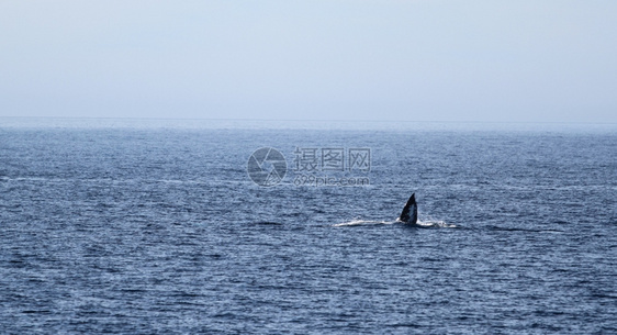 灰鲸在芬图拉附近的海洋中游动其鳍被卷起美国文图拉加利福尼亚图片