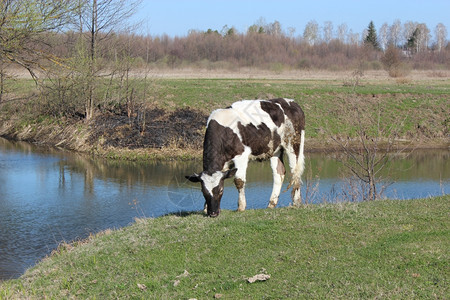 干净的站在河边奶牛站在河边的农村奶牛在春天的时候站河附近景观黑与白图片