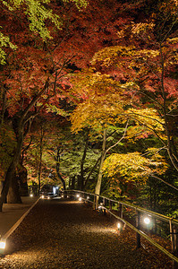 绿色关西日本京都秋天的花园夜里点亮了青树林北野图片