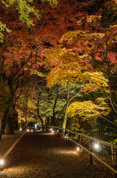 绿色关西日本京都秋天的花园夜里点亮了青树林北野图片