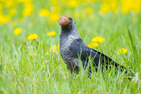 黑色的长着胡桃乌鸦和在有花朵的草原上莫内杜拉英国的图片