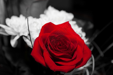 植物黑色和白背景的红花爱浪漫图片