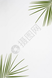空白的案子高架视图棕榈叶角白色背景高分辨率照片架视图棕榈叶角白色背景高质量照片蔬菜图片