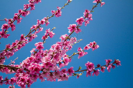环境花园蜜桃紧贴的子花与蓝天对立春图片