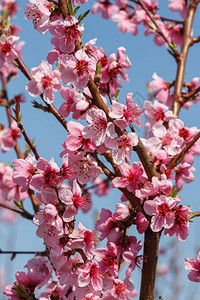 杏开花温和的蜜桃紧贴子花与蓝天对立图片