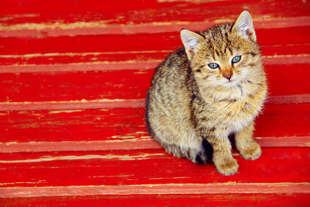 哺乳动物小猫坐在长椅上漂亮的小猫坐在长凳上生活美丽的图片