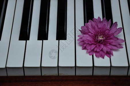 钢琴上盛开的菊花图片