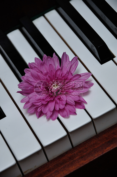 翠菊在钢琴键上方展示的粉红色Aster艺术声音图片
