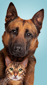 比利时Shepherd狗和一只小猫肖像在一辆蓝色梯度背景的比利时Shepherd狗和一只小猫肖像面前看着摄机我是虎斑猫科动物图片
