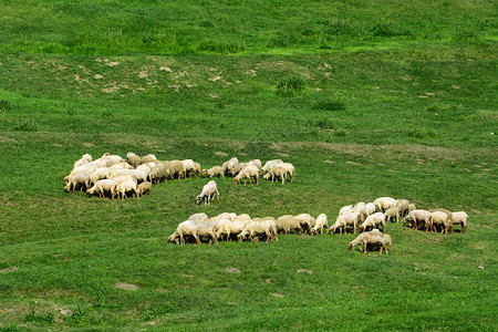 吃草的羊白天一群羊在草坪上吃一群羊在坪上牧天背景