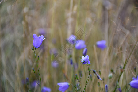 复制紫色的在夏日田里紧贴一朵鲜花的蓝铃桃叶图片