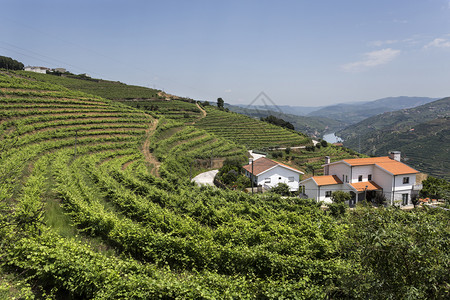 自然葡萄牙杜罗酒区山坡上葡萄园的显眼全景以其超优美的Wines港闻名高超阳台图片