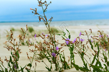 白色的沙滩上小花紫色花朵沙滩上的紫色花朵生长加里宁格勒图片