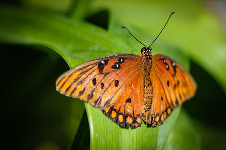 点缀多彩的达纳乌斯吉利普王后蝴蝶丰富多彩的物种图片