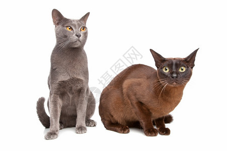 两只缅甸猫宠物图片