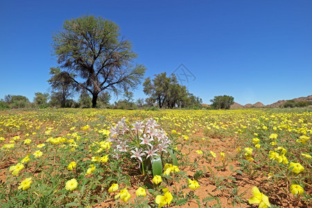 生态花瓣纳米比亚南部TribuluusZeyheri黄花的风景观植物群图片