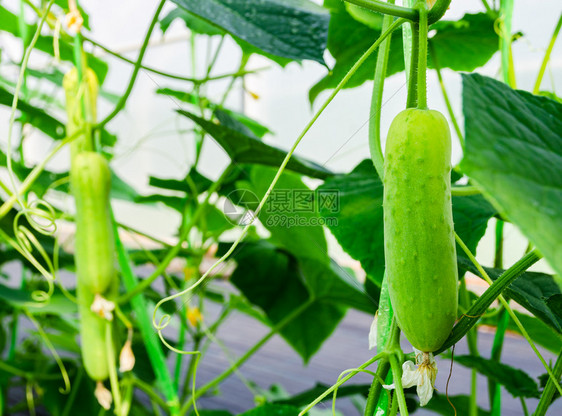 花绿色靠近青黄瓜植物生长在温室夏天图片