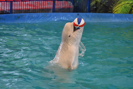 水族馆海豚玩球图片