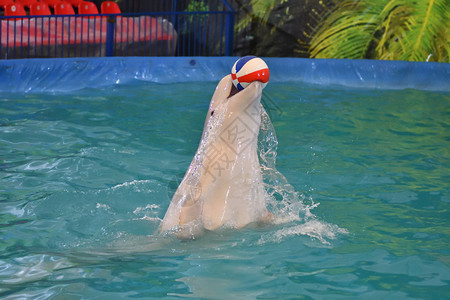 水族馆海豚表演球图片