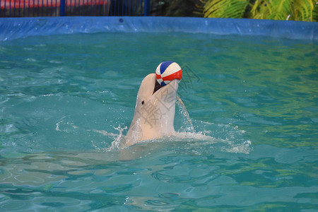 水族馆海豚表演球图片