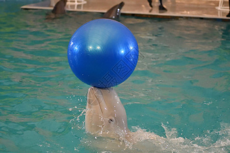 水族馆海豚表演图片