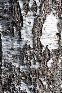 木头乡村抽象的以特精密细节剪切的老比彻树纹身图片