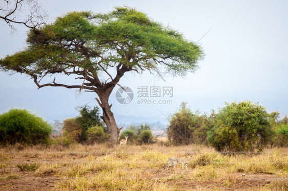 非洲黄色的旅行肯尼亚风景中的大树在草原上游猎图片