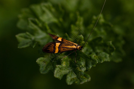 在叶子的五颜六色长角蛾五颜六色的adelidae草地冷静的位图片