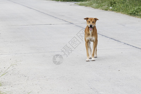 美丽的家里水泥地板上的棕色狗哺乳动物户外图片