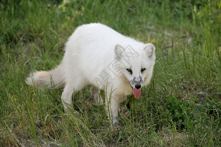 自然中的北极狐舌头伸出哺乳动物生犬类图片
