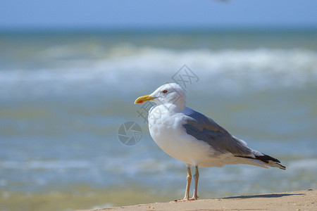 信天翁站在海沙上鸥羽毛安塔利亚图片