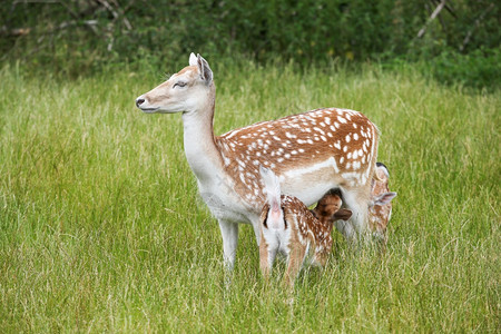 动物群女雌堕落鹿喂养2个小动物年轻的图片