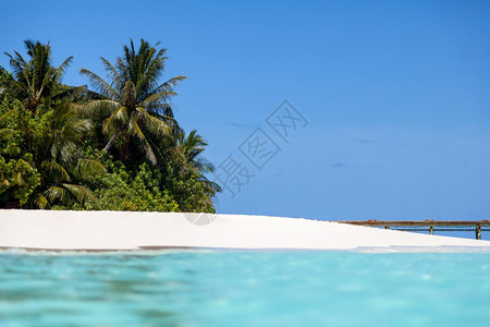 马尔代夫海滩棕榈树采取旅行游图片
