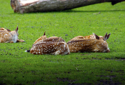 荒野说谎寒意躺在草地上的鹿图片