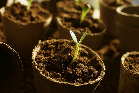 活力棕色的黄瓜种植在锅里生长的年轻新鲜幼苗种植在锅里生长的年轻新鲜幼苗图片