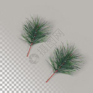喜庆的两片圣诞绿松叶被隔绝色优质的图片