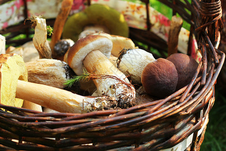 堆满一篮子的新鲜蘑菇在森林里堆满了新鲜的花蘑菇夏天茎帽图片