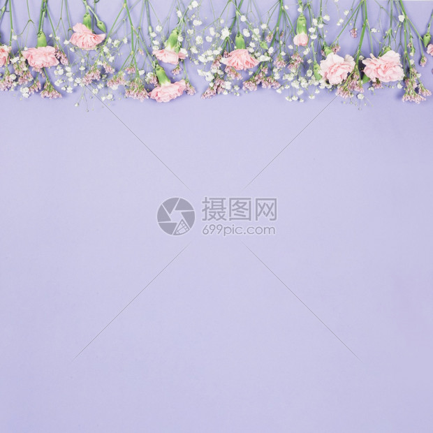 动物维他命边界紫色背景高清晰度照片上最顶端彩色的花状吉普菲拉康乃馨紫色背景彩照片最高层彩色照片图片