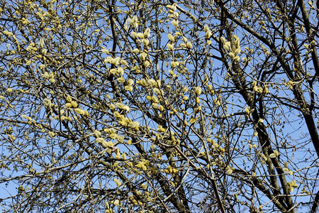 衬套开花灌木丛有黄芽的树枝早春花蓝天空背景的阴柳图片