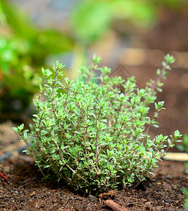 生的关闭在地面上生长的新鲜甲状腺植物幼苗地球图片