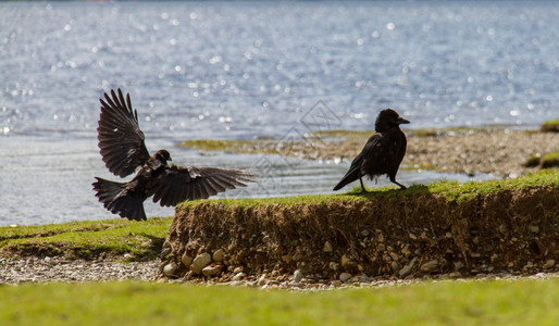 自然翅膀联合王国坎布里亚KeswickDerwent湖水岸两只乌鸦鸟食物图片