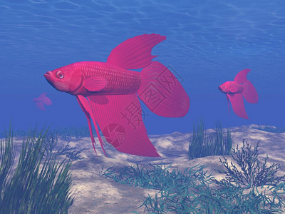 红贝塔鱼在水下3D转化成的红色贝塔鱼游泳生活形象的图片