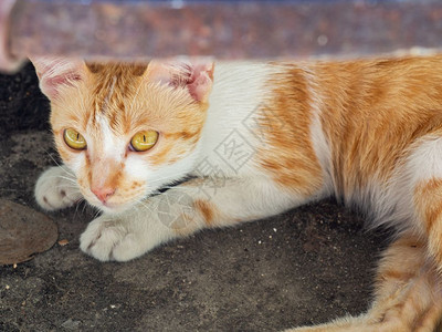 休息睡在水箱下面的地上小可爱猫迷人的图片