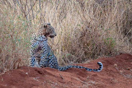 肮脏的一种豹子在打猎后坐着嘴下脏非洲人图片